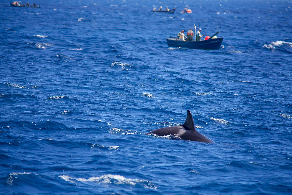 Avistamiento Orcas, Tarifa