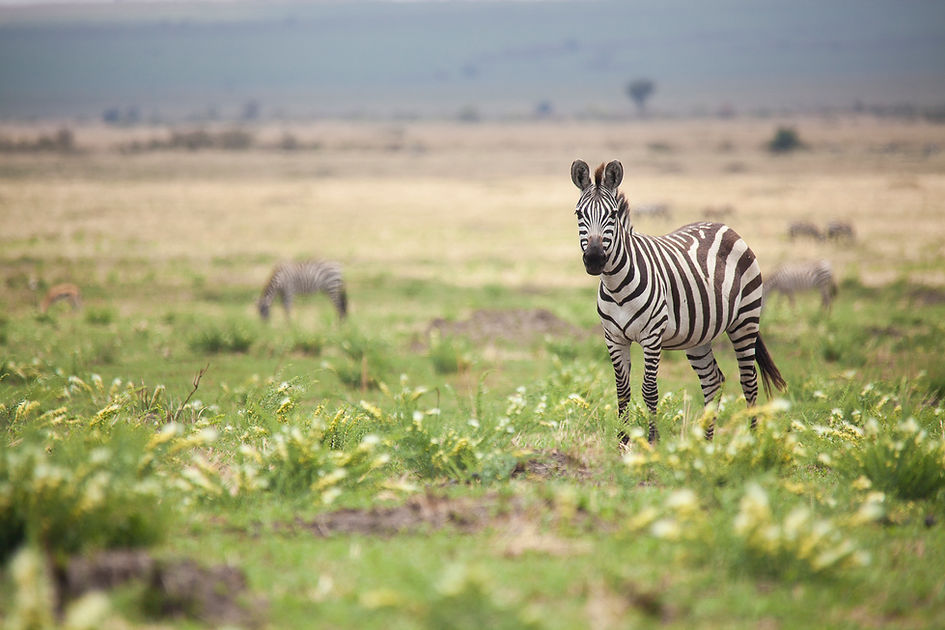 Masai Mara por libre, Descubre Sin Limites