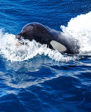 Avistamiento de orcas y delfines en el Estrecho de Gibraltar, Tarida, Descubre Sin Limites