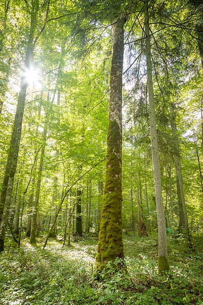 Parque Nacional de Białowieża, ver bisontes en Polonia, Descubre Sin Limites