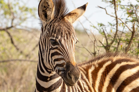 Kruger National Park, Descubre Sin Limites