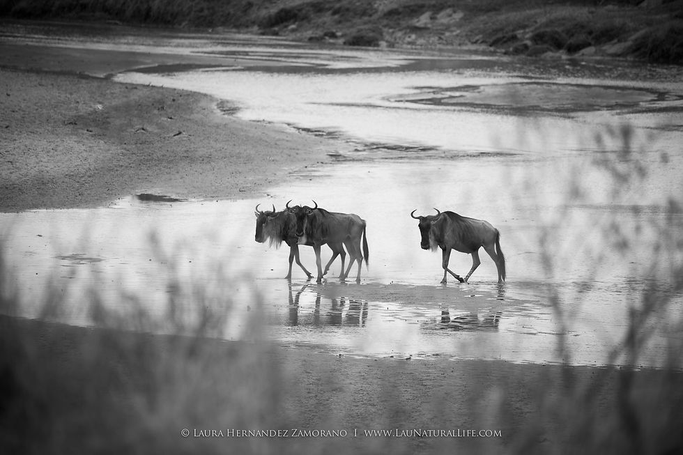 Masai Mara por libre, Descubre Sin Limites
