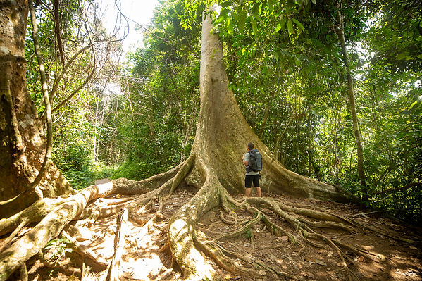 Taman Negara National Park, Malasia, Descubre Sin Limites