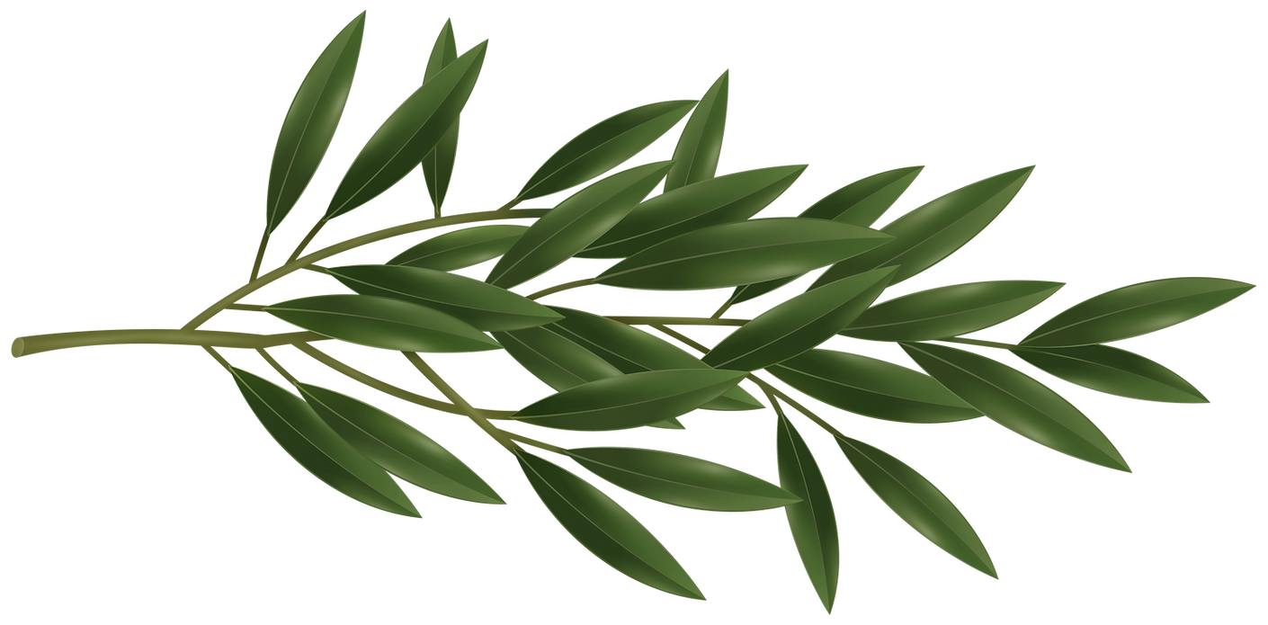 Olive_Branch_PNG_Transparent_Clipart.png