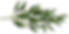 Olive_Branch_PNG_Transparent_Clipart.png