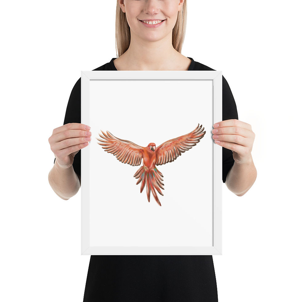 Thumbnail: Linamal Red Macaw- Framed poster