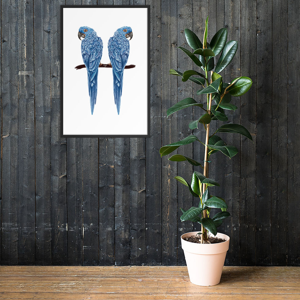Thumbnail: Linamal Blue Macaw - Framed poster
