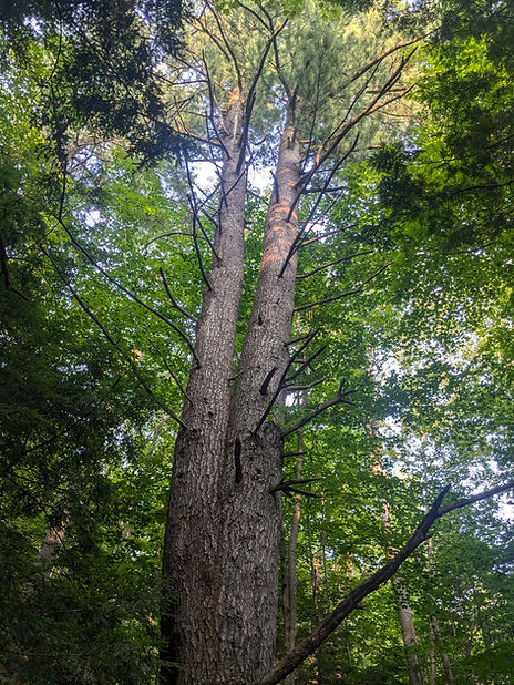 tree.jpg