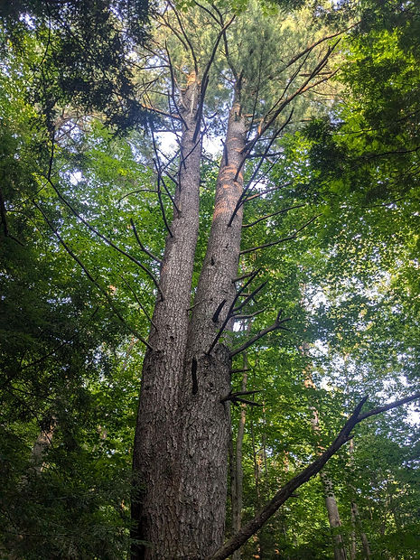 tree.jpg