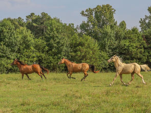 Verlieslatende paardenfokkerij: beroepsverliezen fiscaal aftrekbaar of niet?