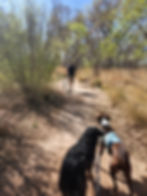 Paseo del Bosque Trail, Albuquerque NM