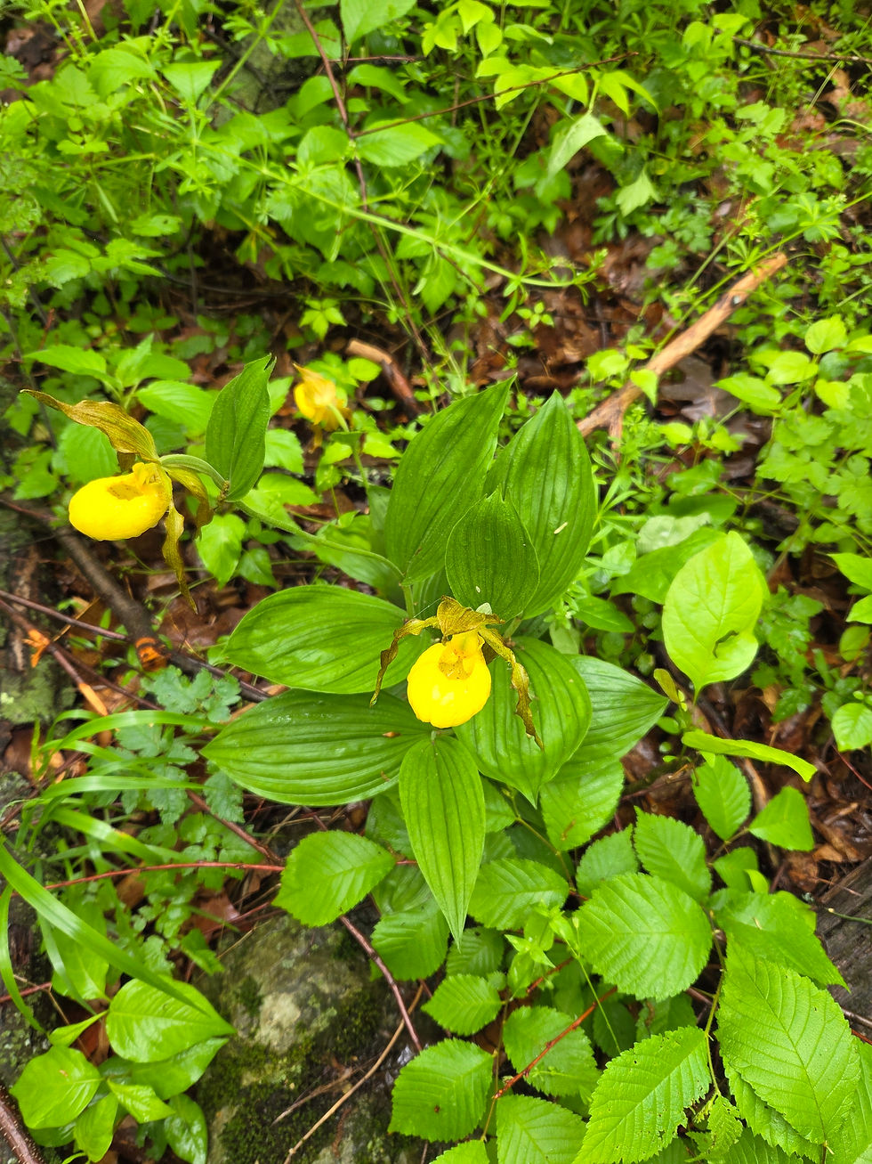 Yellow Lady Slippers