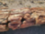 Petrified Log section, Petrified Forest NP