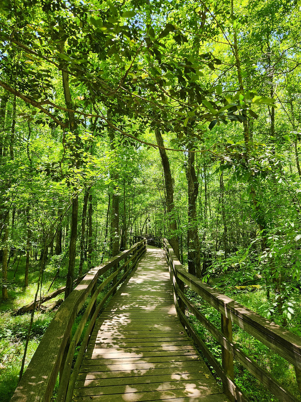 Congaree Boardwalk