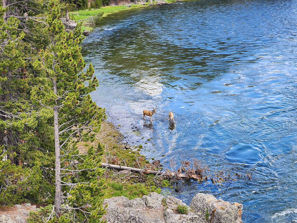 Deer in Yellowstone NP