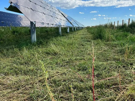 Optimizing Solar Farm Operations with Professional Vegetation Management