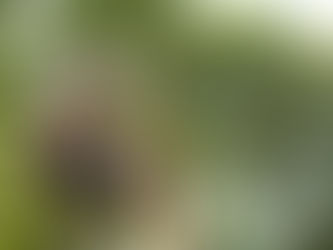 A Complete Guide to Safe and Efficient Tree Technical Removal