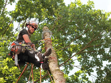 A Complete Guide to Safe and Efficient Tree Technical Removal