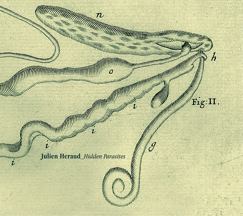 Julien Heraud - Hidden Parasites (Ferns Recordings)
