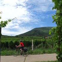 eb-rein-radweg-strassburg-mainz-pfalz-16
