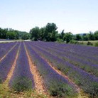 barjac_lavendel_r.jpeg