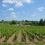 eb-toulouse-bordeaux-weinreben-bordelais