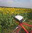 eb-neusiedlersee-rundfahrt-sonnenblumenf