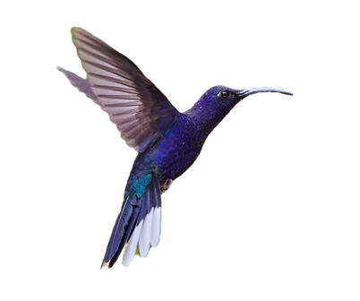 Violet Sabrewing_edited.png
