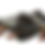 Thumbnail: Bark (1 Pound)