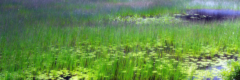 Ode to Monet - Acadia NP - Maine - 2011.