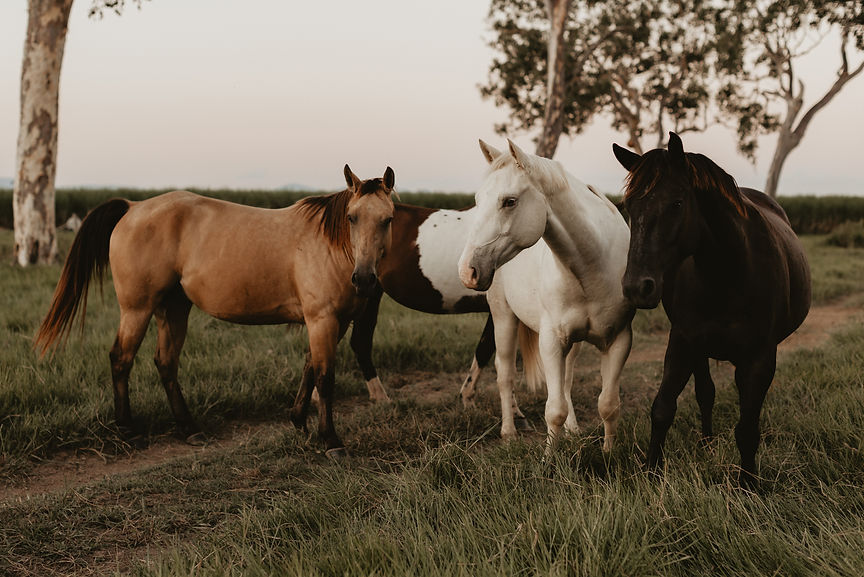 Lindsay Thomas Photography.jpg