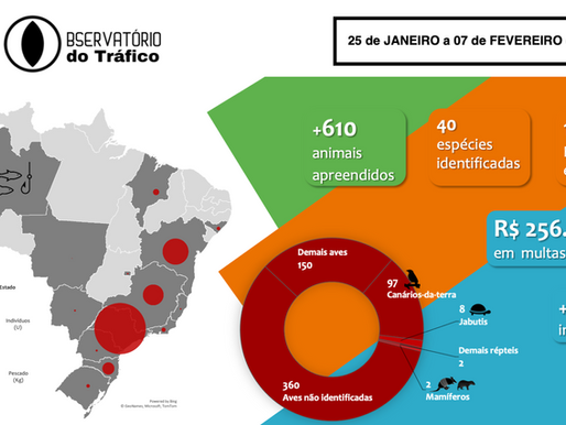 SEGUNDO AS NOTÍCIAS, AO MENOS 619 ANIMAIS FORAM APREENDIDOS NO COMBATE AO TRÁFICO DE FAUNA SILVESTRE