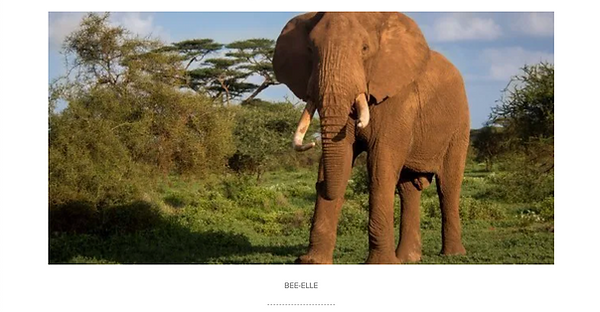 elephant-intelligence-bee-elle.png