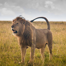Tsavo Man-Eaters Strike Again
