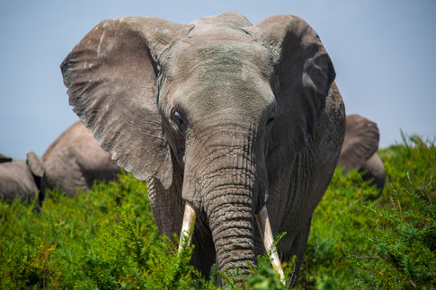 Elephant - African Wildlife Photography