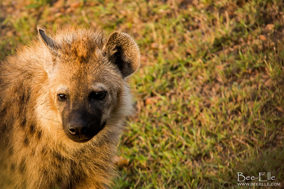 Bee-Elle - African Wildlife Photography - Hyena