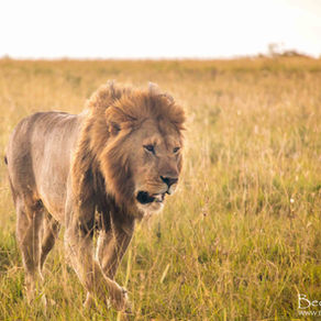 Why Nairobi lions are heading to residential areas