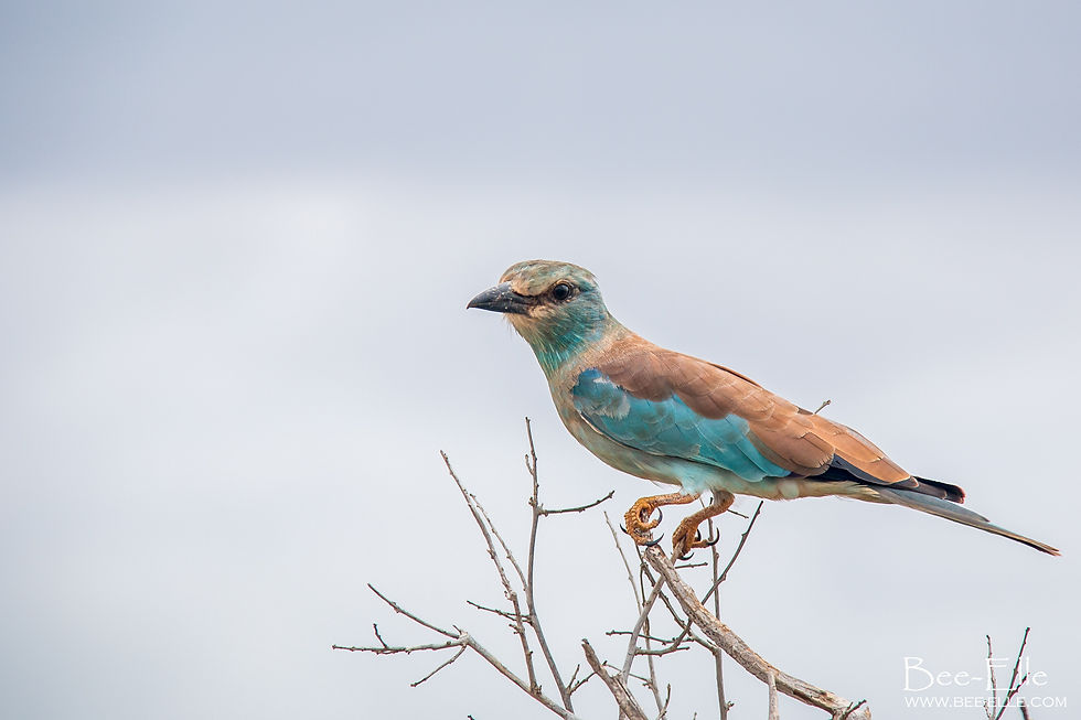 European Roller