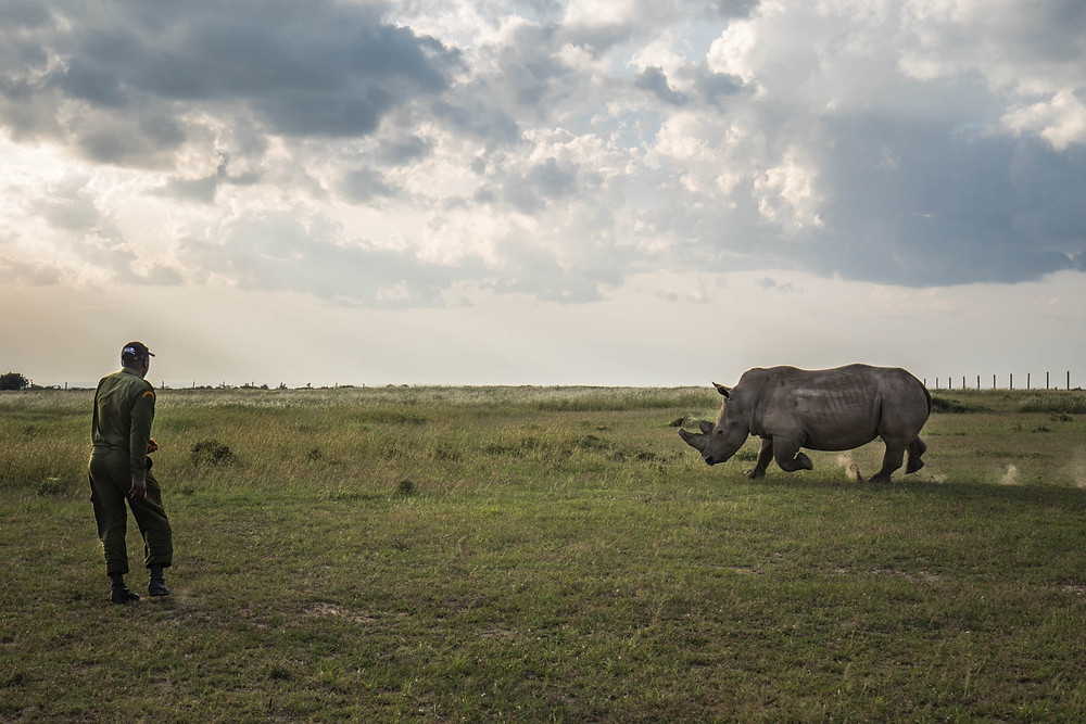Sudan, the last male northern white rhino