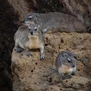 Rock a bye dassie, on the rock top