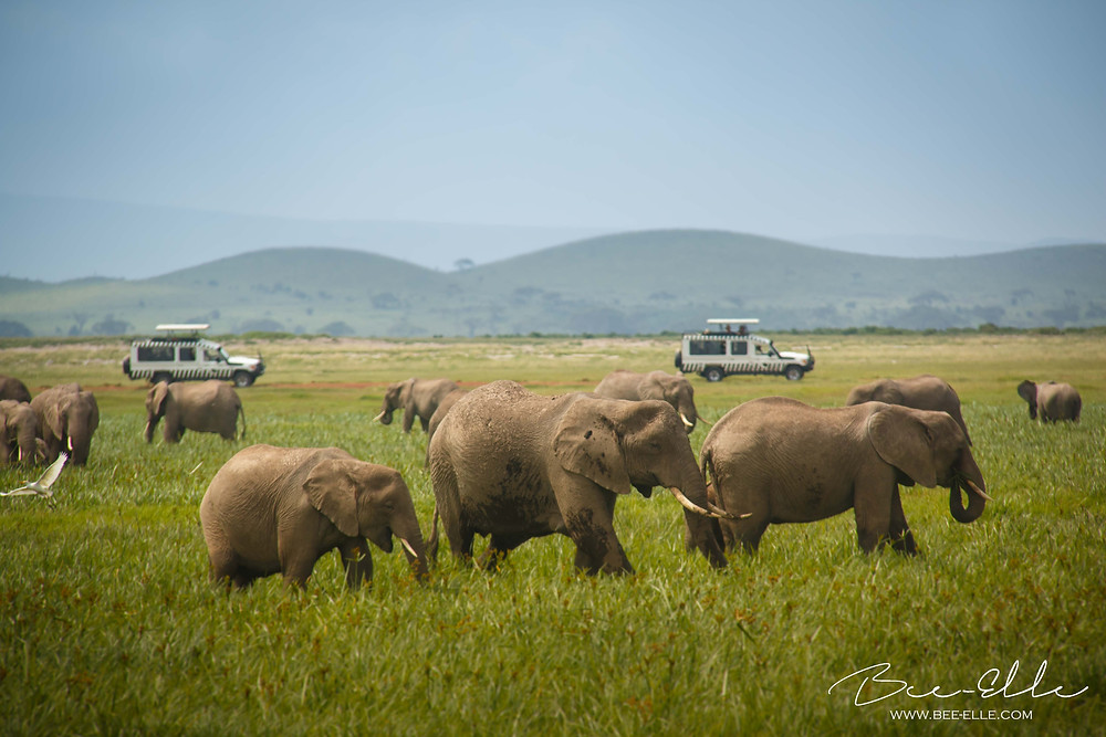 Seeing elephants in the wild on safari