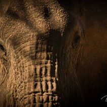 Worth More Alive - The questionable role of trophy hunting