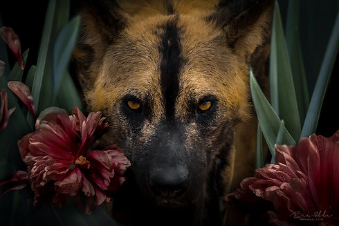 We_Are_Nature_Wildlife_Art_Bee-Elle.jpg