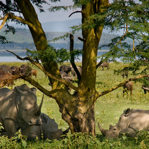 Thoughts on legalising the rhino horn trade in South Africa
