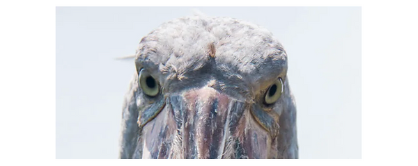 shoebillstork-bee-elle