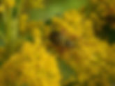 Oct. 18 (Sun) at 10am Fern Ridge-Free Guided Hike Near Tannersville Bog (Bog Day Free Event). Program is Full