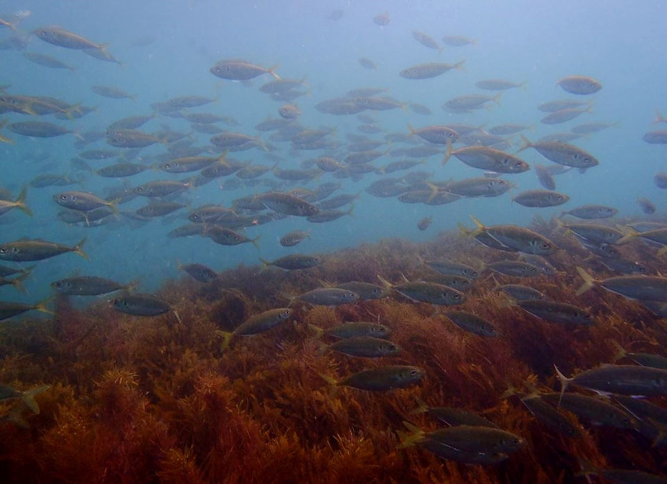 Marine life on Narrowneck Artificial Reef