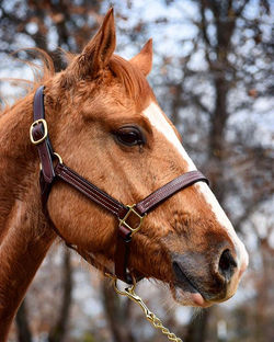 Another new guy in the barn, Kobee. A 5 year old red dun gelding standing at 14.2 hh