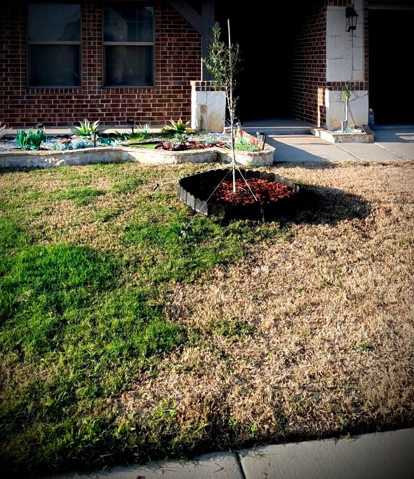 small (immature) tree install
