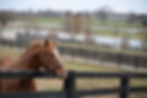 horse-7043991_1280.jpg